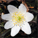 Anemonoides nemorosa