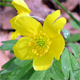 Anemonoides ranunculoides