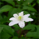 Anemonoides trifolia