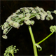 Angelica sylvestris