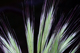 Anisantha madritensis m.