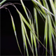 Anisantha tectorum