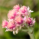 Antennaria dioica