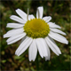 Anthemis arvensis