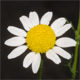 Anthemis cotula