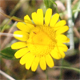 Cota tinctoria