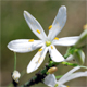 Anthericum liliago