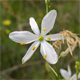 Anthericum ramosum
