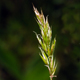Anthoxanthum nipponicum