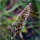 Anthoxanthum odoratum