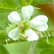 Anthriscus caucalis