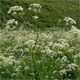 Anthriscus sylvestris