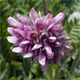 Anthyllis montana j.