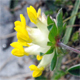 Anthyllis vulneraria a.
