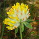 Anthyllis vulneraria c.