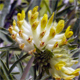 Anthyllis vulneraria p.