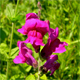 Antirrhinum majus