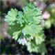 Aphanes arvensis