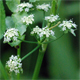 Helosciadium nodiflorum