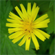 Aposeris foetida