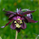 Aquilegia atrata
