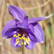 Aquilegia confusa