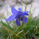 Aquilegia einseleana