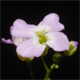 Arabidopsis halleri