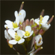 Arabidopsis thaliana