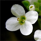Arabis alpina