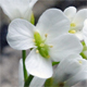 Arabis bellidifolia s.