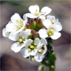 Arabis ciliata