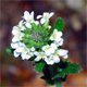 Arabis hirsuta