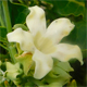 Araujia sericifera