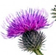 Arctium lappa