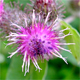 Arctium minus