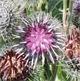 Arctium tomentosum