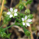Arenaria serpyllifolia