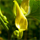 Aristolochia clematitis