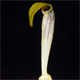 Aristolochia lutea
