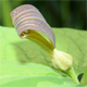 Aristolochia rotunda