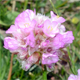 Armeria alpina