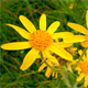 Arnica montana