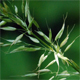 Arrhenatherum elatius