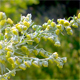 Artemisia absinthium