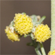 Artemisia alba