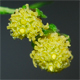 Artemisia annua