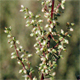 Artemisia campestris