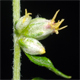 Artemisia verlotiorum