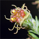 Artemisia vulgaris